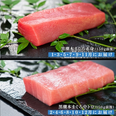 【定期便 12回】日本一!黒潮本まぐろ 中トロ・赤身(交互)