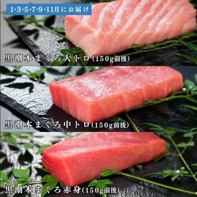 【定期便 6回】日本一!黒潮本まぐろ 大トロ・中トロ・赤身 3種セット