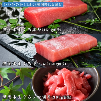 【定期便 6回】日本一!黒潮本まぐろ 中トロ・赤身・ブツ切り 3種セット