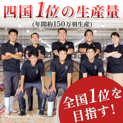 【定期便 6回】よさこい尾鶏 バラエティーセット