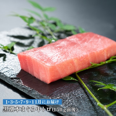【定期便 6回】日本一!黒潮本まぐろ 中トロ