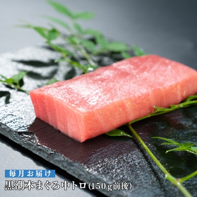 【定期便 12回】日本一!黒潮本まぐろ 中トロ