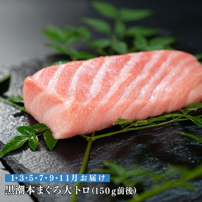 【定期便 6回】日本一!黒潮本まぐろ 大トロ