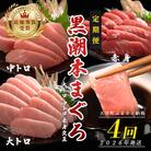 【定期便 4回】日本一!黒潮本まぐろ 大トロ・中トロ・赤身(交互)