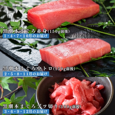 【定期便 12回】日本一!黒潮本まぐろ 中トロ・赤身・ブツ切り(3種交互)