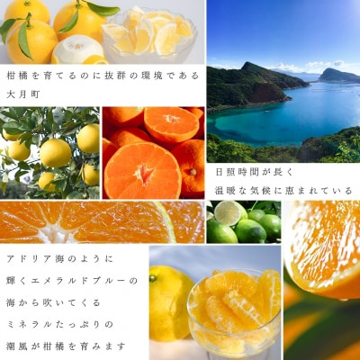 【定期便 6回】大月町旬の柑橘セット