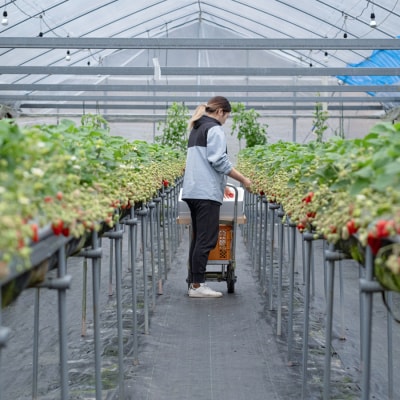 いちご 紅ほっぺ 約200g×4パック 苺 イチゴ 新鮮 とれたて 朝採れ