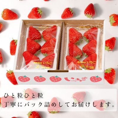 いちご 紅ほっぺ 約200g×4パック 苺 イチゴ 新鮮 とれたて 朝採れ