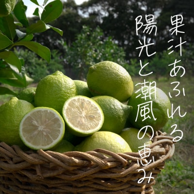 こじゃんとレモン 4kg 国産 高知県 大月町 レモン