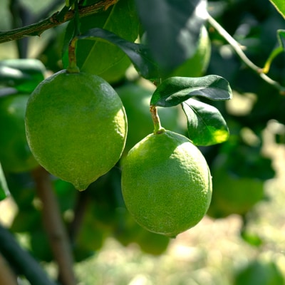 こじゃんとレモン 4kg 国産 高知県 大月町 レモン