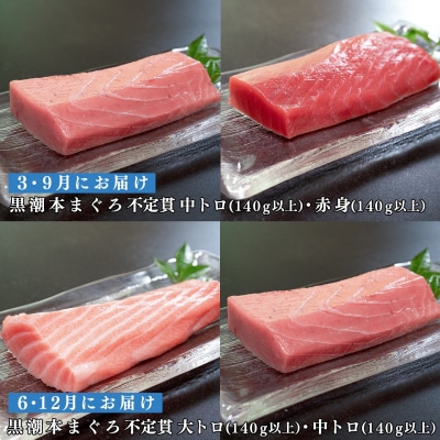【定期便 4回】高知県産 本マグロ 大トロ・中トロ・赤身 (不定貫) 月替わり