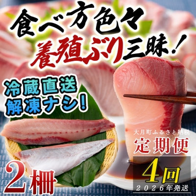 【定期便4回】冷蔵 養殖ぶり 2柵 セット 朝〆 鰤 ブリ 刺身 生食用 高知県 大月町 産地直送