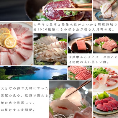 【定期便 6回】大月町内の生産者さん大集結!旬のお刺身食べ比べセット 新鮮 海鮮 カツオ マグロ 鯛