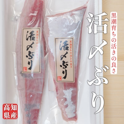 高知県産 ぶり 半身 活〆 1kg～  鰤 ブリ 刺身 さしみ 冷蔵 ぶり大根 年末年始 産地直送