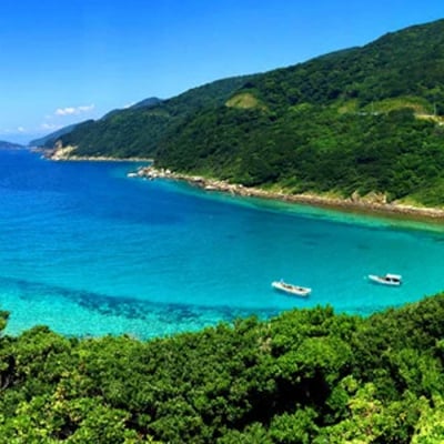 【期間限定】 お正月 贅沢 海鮮セット 本マグロ タイ ブリ おせち 団らん 海鮮 高知県産 大月町