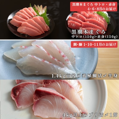 【定期便 6回】 本マグロ タイ ブリ 刺身 本まぐろ 真鯛 ぶり 堪能セット 産地直送 冷凍