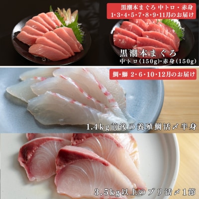 【定期便 12回】 本マグロ タイ ブリ 刺身 本まぐろ 真鯛 ぶり 堪能セット 産地直送 冷凍