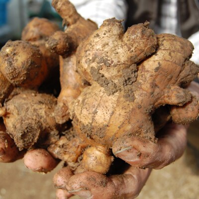 囲生姜 約1.2kg 生姜 しょうが ショウガ ジンジャー 囲い生姜  国産 産地直送 田村農園