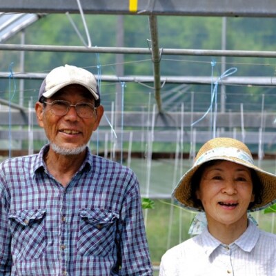  囲生姜 約1.2kg 生姜 しょうが ショウガ ジンジャー 囲い生姜  国産 産地直送 田村農園