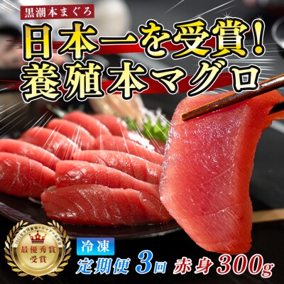 まぐろ マグロ 本鮪 黒潮本まぐろ 赤身 定期便 3回 300g × 3回 刺身 柵 冷凍 産地直送