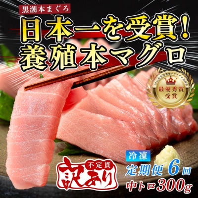 訳あり 不定貫 国産 まぐろ 本マグロ 黒潮 中トロ 定期便 6回 300g × 6回 刺身