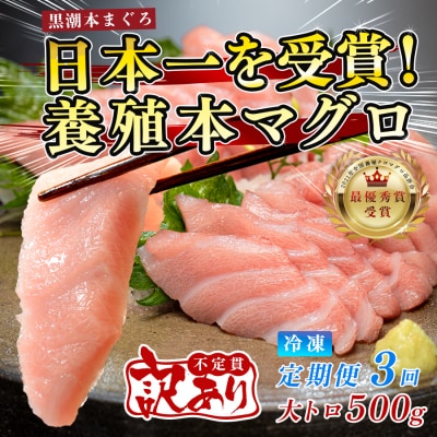 訳あり まぐろ マグロ 本鮪 黒潮本まぐろ 大トロ 定期便 3回 500g × 3回 刺身