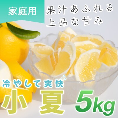 小夏 5kg 家庭用 日向夏 ニューサマーオレンジ くだもの 果物 産直 旬の果物 高知県 大月町