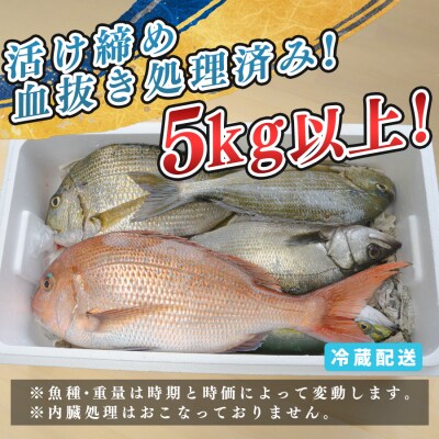 鮮魚 5kg～ 鮮魚ボックス 詰め合わせ 刺身 刺し身 さしみ 鮮度抜群 産地直送 高知県産