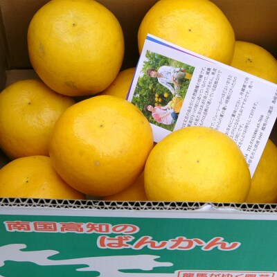 【訳あり】 河内晩柑 4.5kg (M～5L) ばんかん 晩柑 夏文旦 家庭用 みかん 柑橘