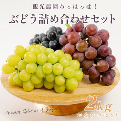 ぶどう 人気3種 詰め合わせ 2kg 朝採れ 旬 ブドウ 葡萄 果物 フルーツ 冷蔵 贈答 ギフト