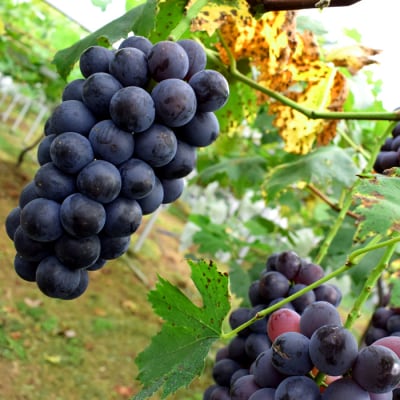 ぶどう 人気3種 詰め合わせ 2kg 朝採れ 旬 ブドウ 葡萄 果物 フルーツ 冷蔵 贈答 ギフト