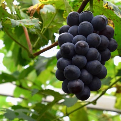 ぶどう 人気3種 詰め合わせ 2kg 朝採れ 旬 ブドウ 葡萄 果物 フルーツ 冷蔵 贈答 ギフト