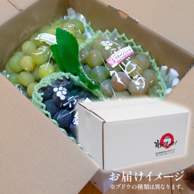 ぶどう 人気3種 詰め合わせ 2kg 朝採れ 旬 ブドウ 葡萄 果物 フルーツ 冷蔵 贈答 ギフト