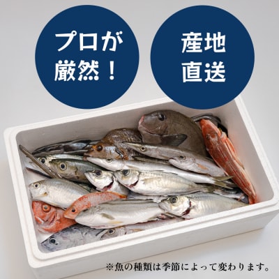 高知県産 鮮魚 詰め合わせ便 4kg 谷鮮魚食堂 刺し身 煮付け 産地直送 生魚 刺身 刺し身