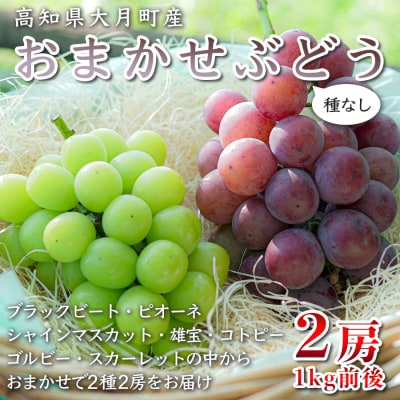 【2026年8・9月発送予定】ぶどう 種なし おまかせ 2房 (1kg) ブドウ シャインマスカット