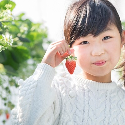 いちご詰め合わせ「4パック」「日本農業賞」大賞受賞の農園が生産