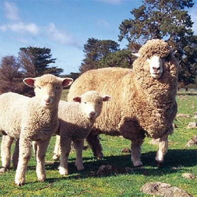 メリノン「羊毛ベスト」男女兼用 Sサイズ グリーン