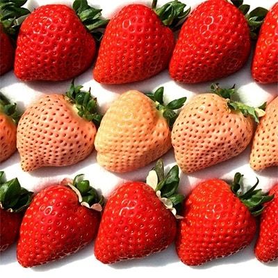 【数量限定】紅白いちご・1ホール(12～18粒)「あまりん(赤)」と「淡雪(白)」