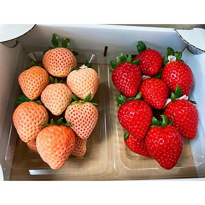 【数量限定】紅白いちご2パック「あまりん(赤)」250g×1パックと「淡雪(白)250g×1パック」