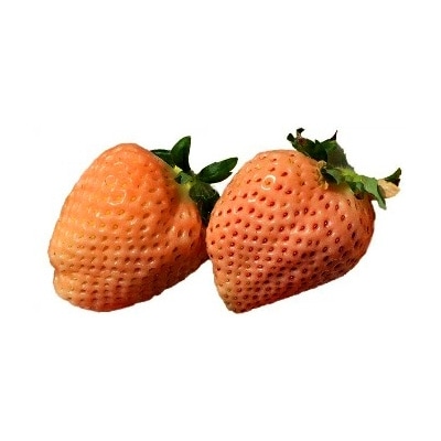 【数量限定】紅白いちご2パック「あまりん(赤)」250g×1パックと「淡雪(白)250g×1パック」