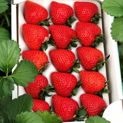 いちご「あまりん」1ホール(12～15粒)埼玉県産ブランド「日本農業賞」大賞受賞の農園が生産
