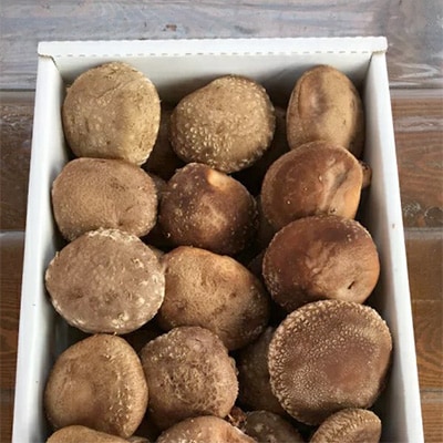 原木しいたけ詰め合わせセット(1.3kg)〜「日本農業賞」大賞受賞の農園〜