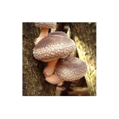 特選品・原木しいたけ(1.0kg)〜「日本農業賞」大賞受賞の農園〜