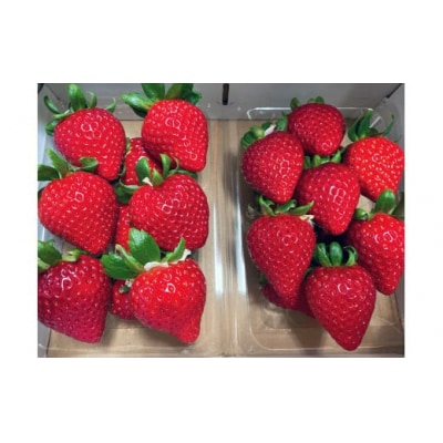 【数量限定】埼玉県産ブランドいちご「あまりん」250g×2パック 