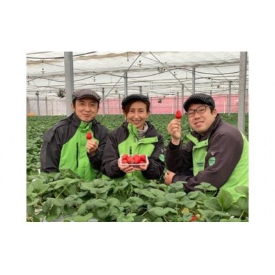 いちご「やよい姫」300g×2パック