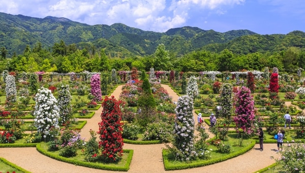 【伊豆】バラの花咲く『河津バガテル公園』にドッグランを作りたい!