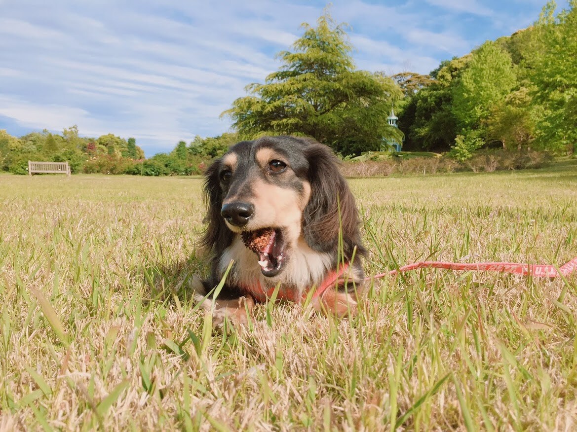 バラの花咲く『河津バガテル公園』にドッグランを作りたい!