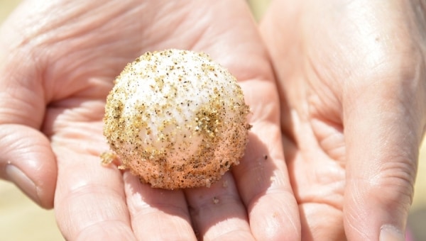 「海がめ」がかえってくる美しい海岸をはじめとする豊かな自然を未来に引き継ぎたい!