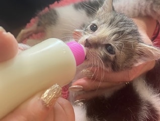 人と動物の共生社会推進プロジェクト