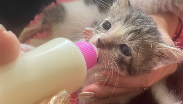 人と動物の共生社会推進プロジェクト
